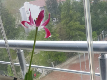 MİKROFON